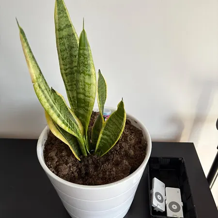 Szentálom Apartamento *